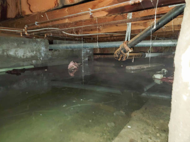 Best Water damage cleanup near me  in Cornersville, TN